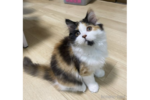 販売中の山形県のスコティッシュフォールド-52152